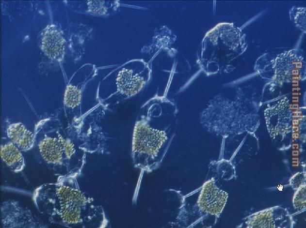 Sea life Marine Phytoplankton